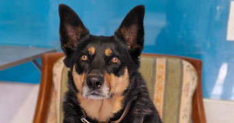 marlene pet sitter à AUNEAU BLEURY ST SYMPHORIEN 28700_91
