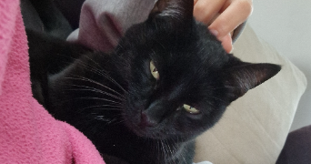 lucie pet sitter à VILLEURBANNE 69100_2