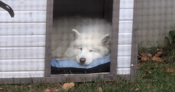 christine dog sitter à GRENADE 31330_3