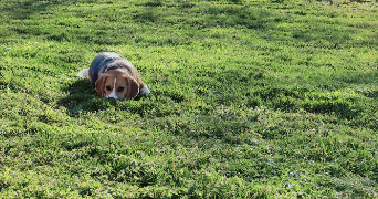 jacqueline dog sitter à PREMILHAT 03410_1