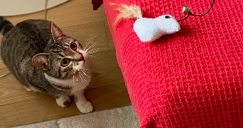 delphine pet sitter à ANGERS 49100_8