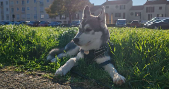 heloise pet sitter à CAUTERETS 65110_3