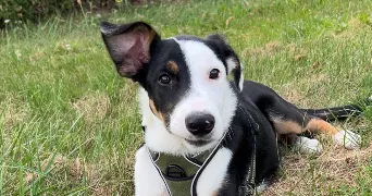 lydie pet sitter à VALENCIN 38540