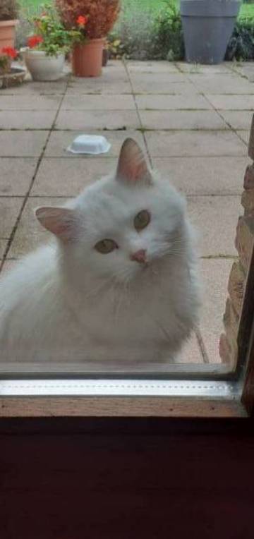 béatrice cat sitter à Douai 59500_6