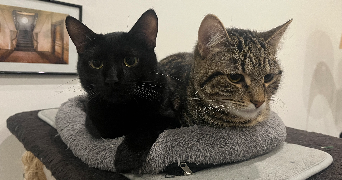 julia pet sitter à NANCY 54000_2