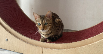 lisa cat sitter à NICE 06000_7