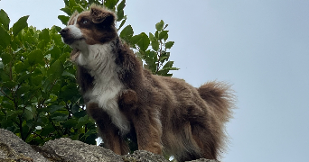 marie-lou pet sitter à Gruny  80700_2