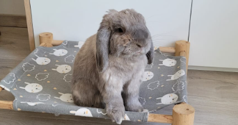 clarisse pet sitter à PARIS 13 75013_1