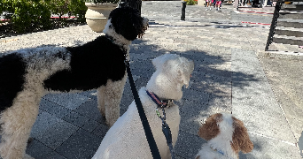 soline pet sitter à LANNEMEZAN 65300_3