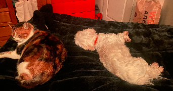 mathilde pet sitter à GRENOBLE 38100_5