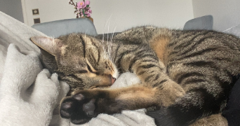 fleur pet sitter à NANCY 54000_4