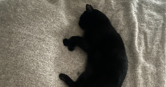 natacha pet sitter à GRUYERES 08430_1