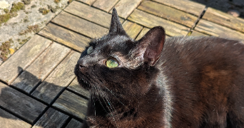 joannie  pet sitter à LAMBERSART 59130_3