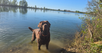 johan pet sitter à VAUVERT 30600_6