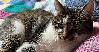 alyx pet sitter à NOUZONVILLE 08700_4