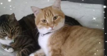 cyrielle pet sitter à ROUFFACH 68250