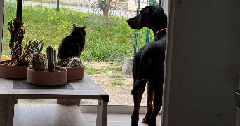 enora pet sitter à ST URBAIN 29800_1