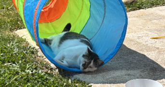 marion pet sitter à LONGUEIL STE MARIE 60126_3