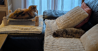 mathylde pet sitter à POITIERS 86000_3