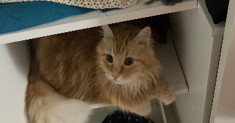 farah pet sitter à CHAMPIGNY SUR MARNE 94500_3