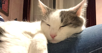 laura pet sitter à FONTENAY AUX ROSES 92260_1