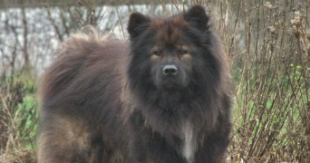léna pet sitter à LONGUEIL STE MARIE 60126_1