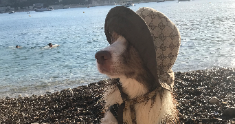 keoni pet sitter à ANTIBES 06160_3
