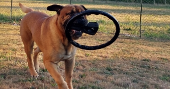 lisa pet sitter à GIERES 38610_2