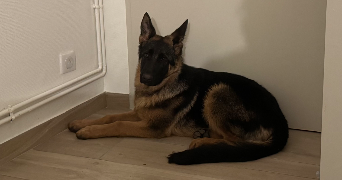 flavie pet sitter à SOLUTRE POUILLY 71960_5