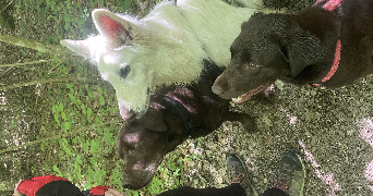 jerome dog sitter à ANTHY SUR LEMAN 74200_0