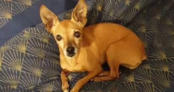 audrey pet sitter à Saint-Vallier 71230