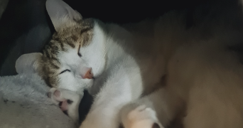 adeline pet sitter à BEAUMOTTE AUBERTANS 70190_2