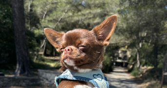 cameron pet sitter à TOULON 83000_3