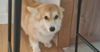 laëtitia pet sitter à BRIVE LA GAILLARDE 19100_2