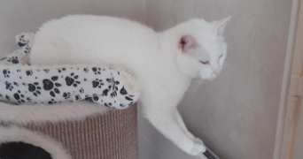 katell pet sitter à ST AUBIN D AUBIGNE 35250_2