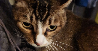 kheira pet sitter à SETE 34200_5