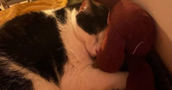 jasmine pet sitter à NANTES 44000_1