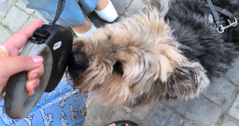 keyko pet sitter à LIÈGE 4000_4