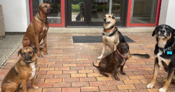 clementine pet sitter à CHILLY MAZARIN 91380_4