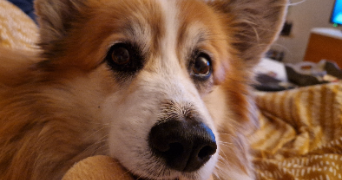 julia pet sitter à ARTIGUES PRES BORDEAUX 33370_1