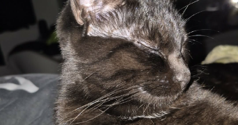 pamela pet sitter à ORLEANS 45000_0