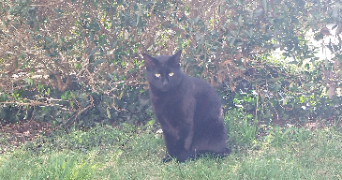 axelle pet sitter à PLUGUFFAN 29700_1