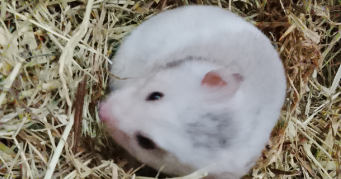 sélia pet sitter à BOUZONVILLE 57320_1