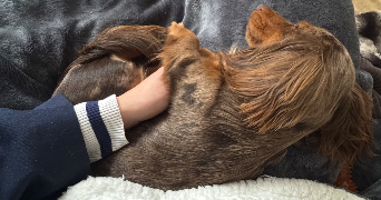 marion pet sitter à Nice 06000_6