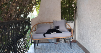 camille pet sitter à TOULON 83200_1