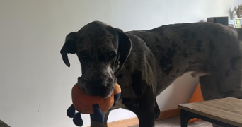 eliana pet sitter à CHAVILLE 92370_5