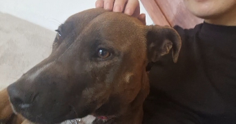 marine pet sitter à Strasbourg 67100_2