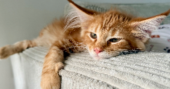 manon pet sitter à TRELAZE 49800_2