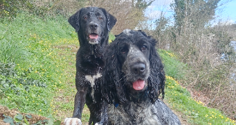 alizée  pet sitter à Dompierre-sur-Yon 85170_2