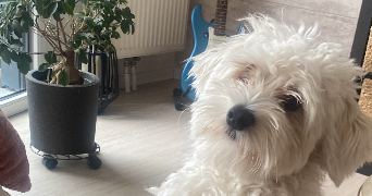 stéphanie pet sitter à LESQUIN 59810_8